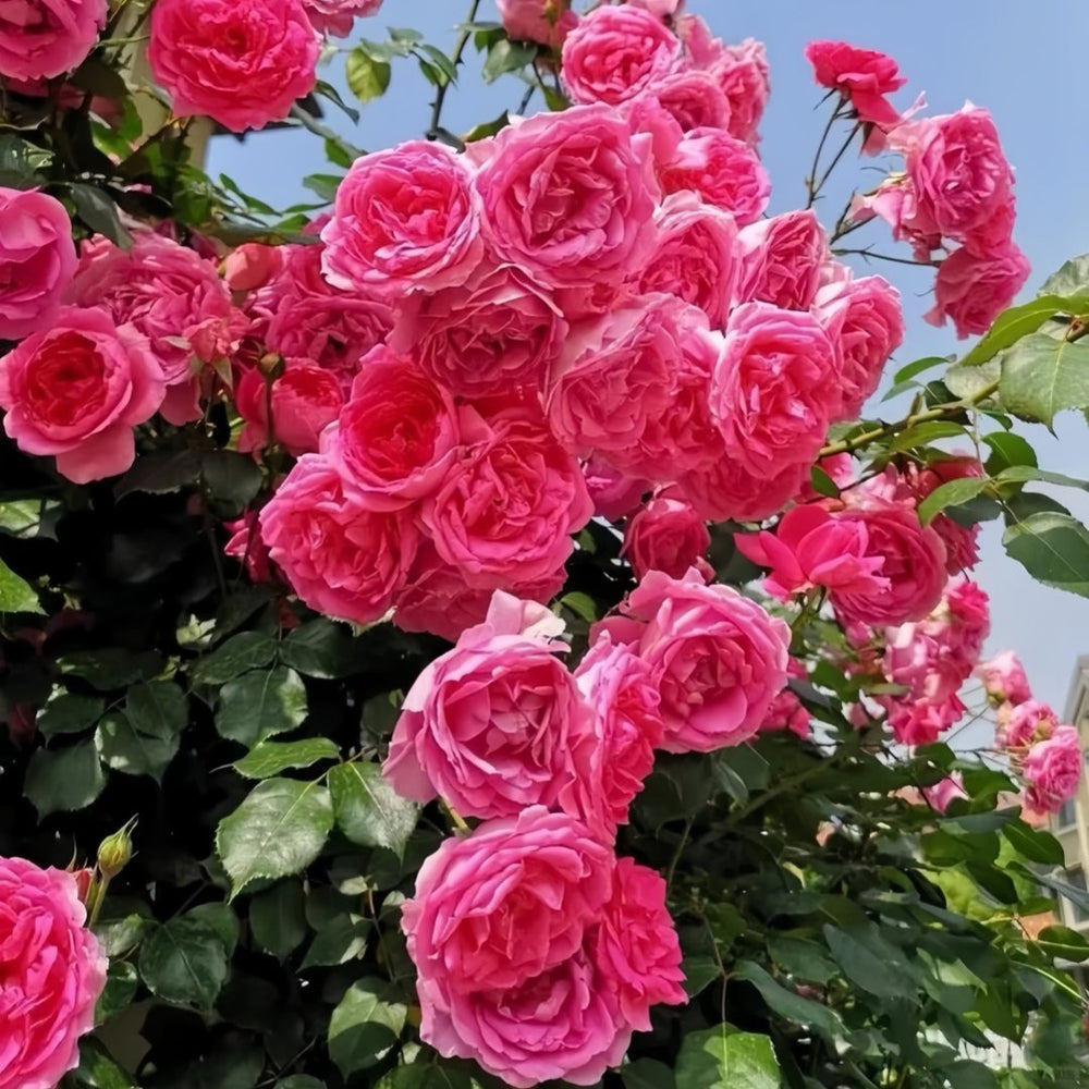Parade Rose Plant｜大游行 image 6