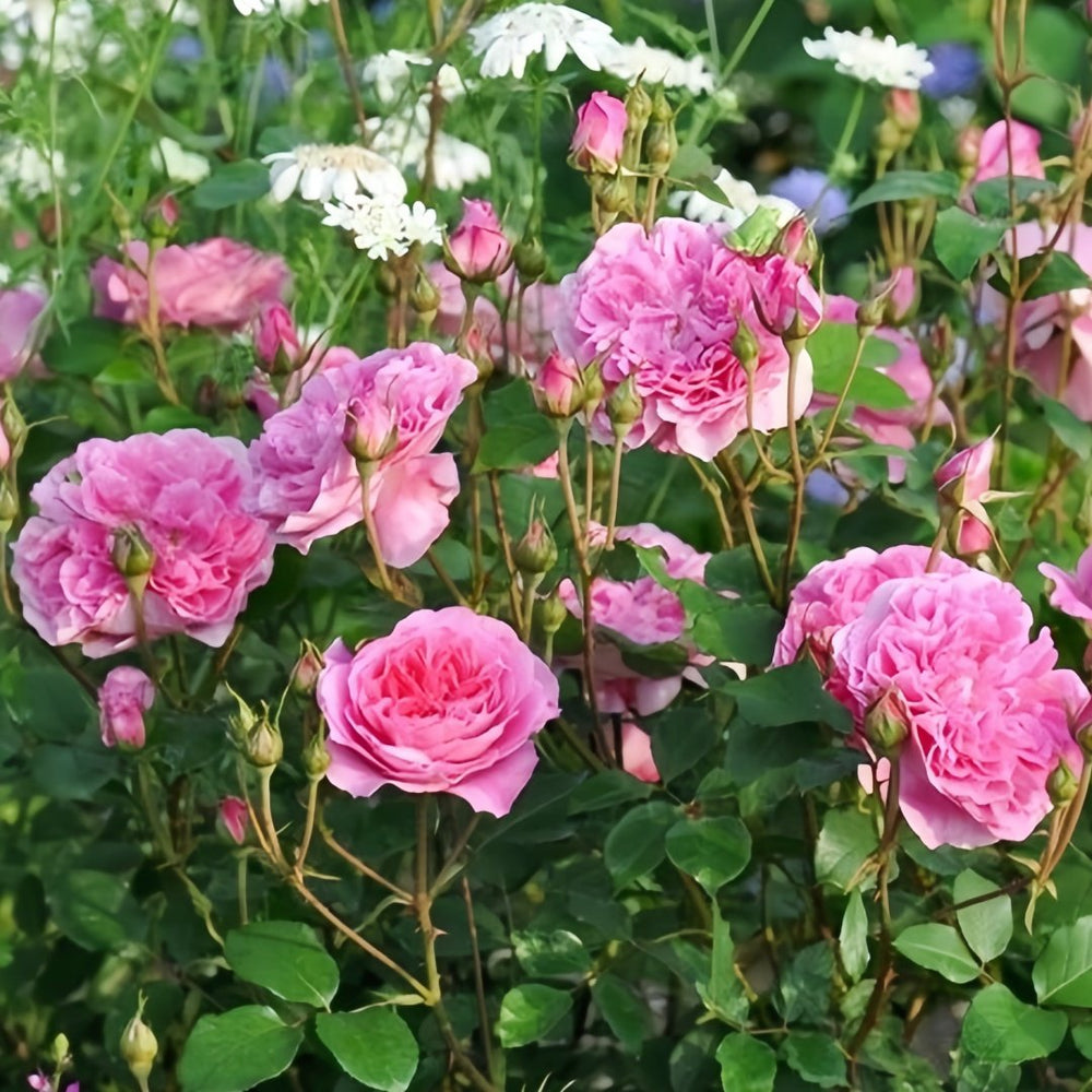 Raphael Rose Plant｜拉斐尔 image 7