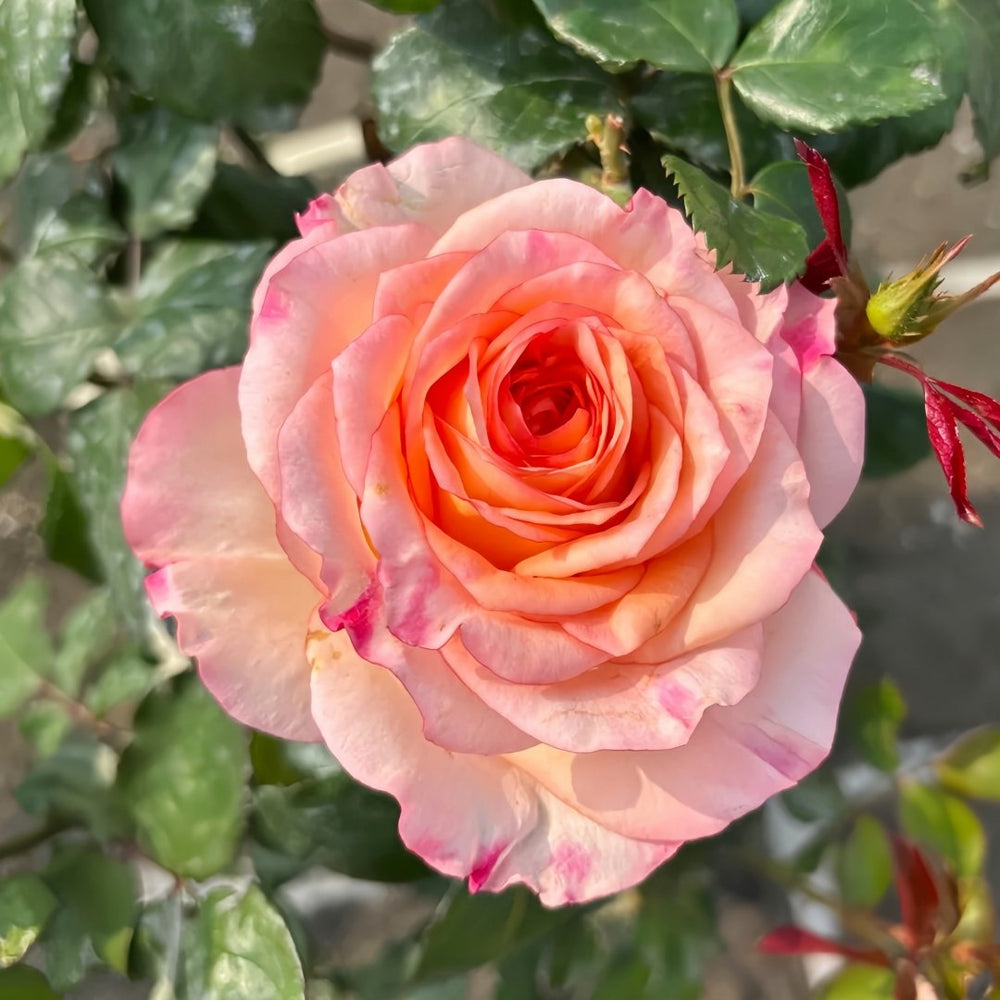 Poetica Rose Plant|诗歌 image 8