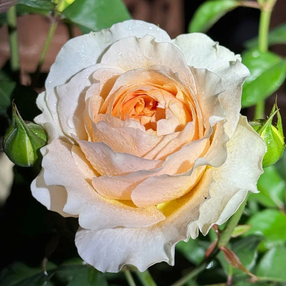 Effie Rose Plant｜艾菲玫瑰 image 3