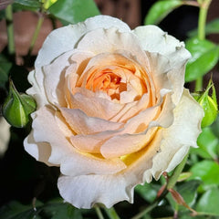 Effie Rose Plant｜艾菲玫瑰 image 3