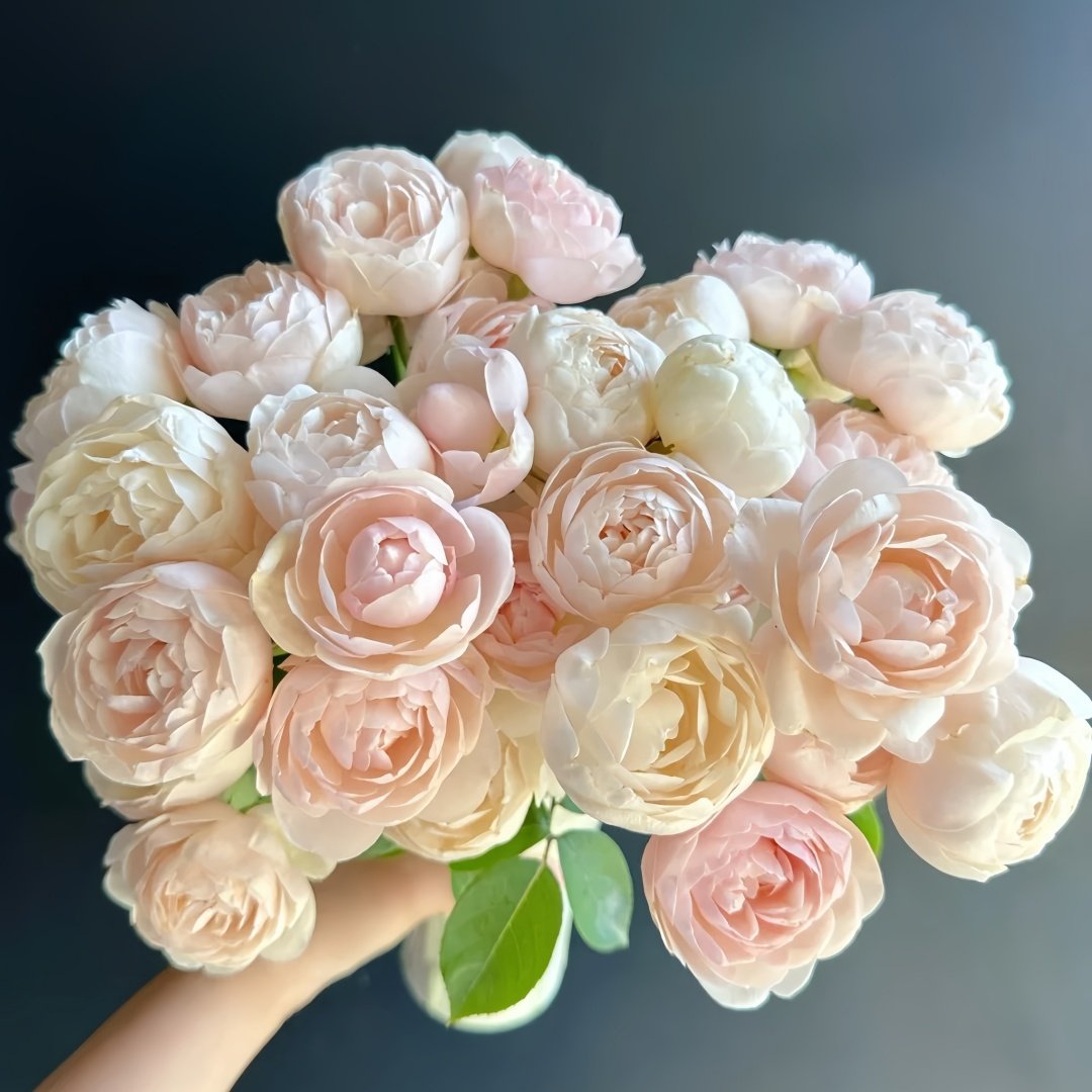 Vichy Rose Plant｜维希 image 0