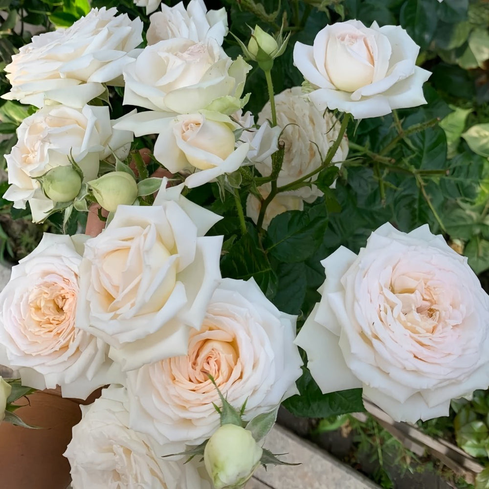 Madame Anisette Rose Plant|茴香酒夫人 image 8