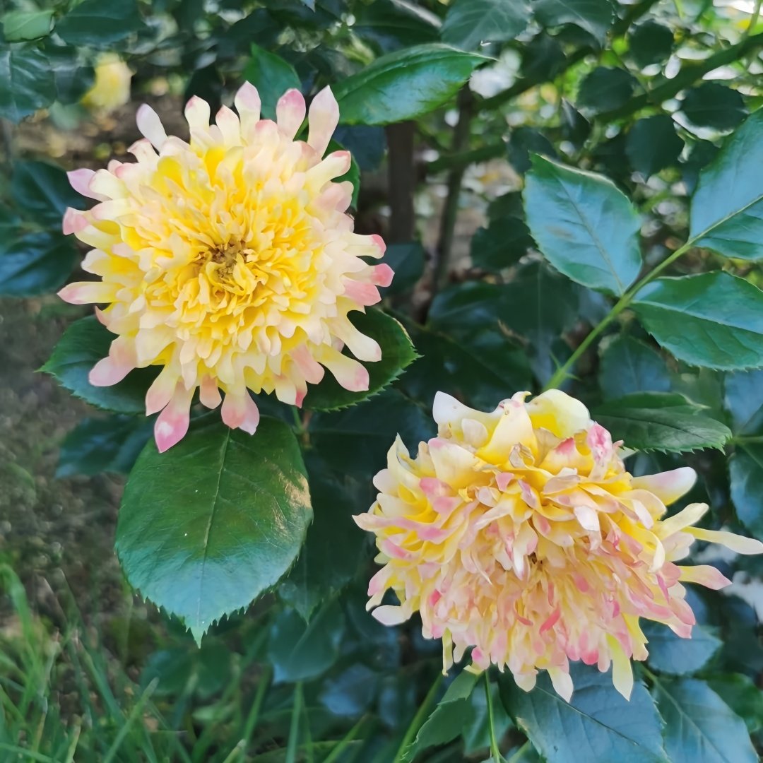 Fireworks Ruffles Rose Plant｜烟花波浪 image 4
