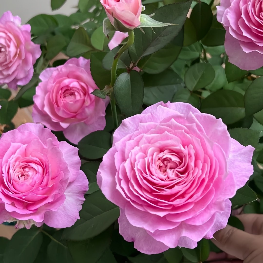 Xingyuan Xueqing Rose Plant | 杏苑雪晴 image 8