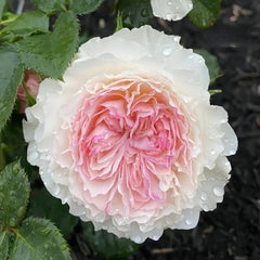 Keira Rose Plant|凯拉玫瑰 image 2