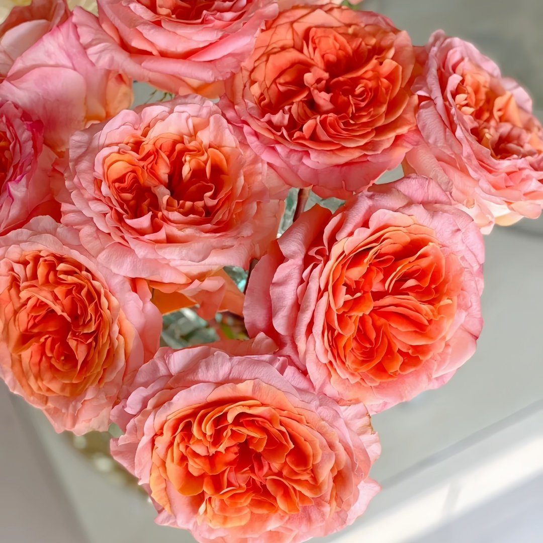 Special Song Rose Plant｜特别情歌 image 5