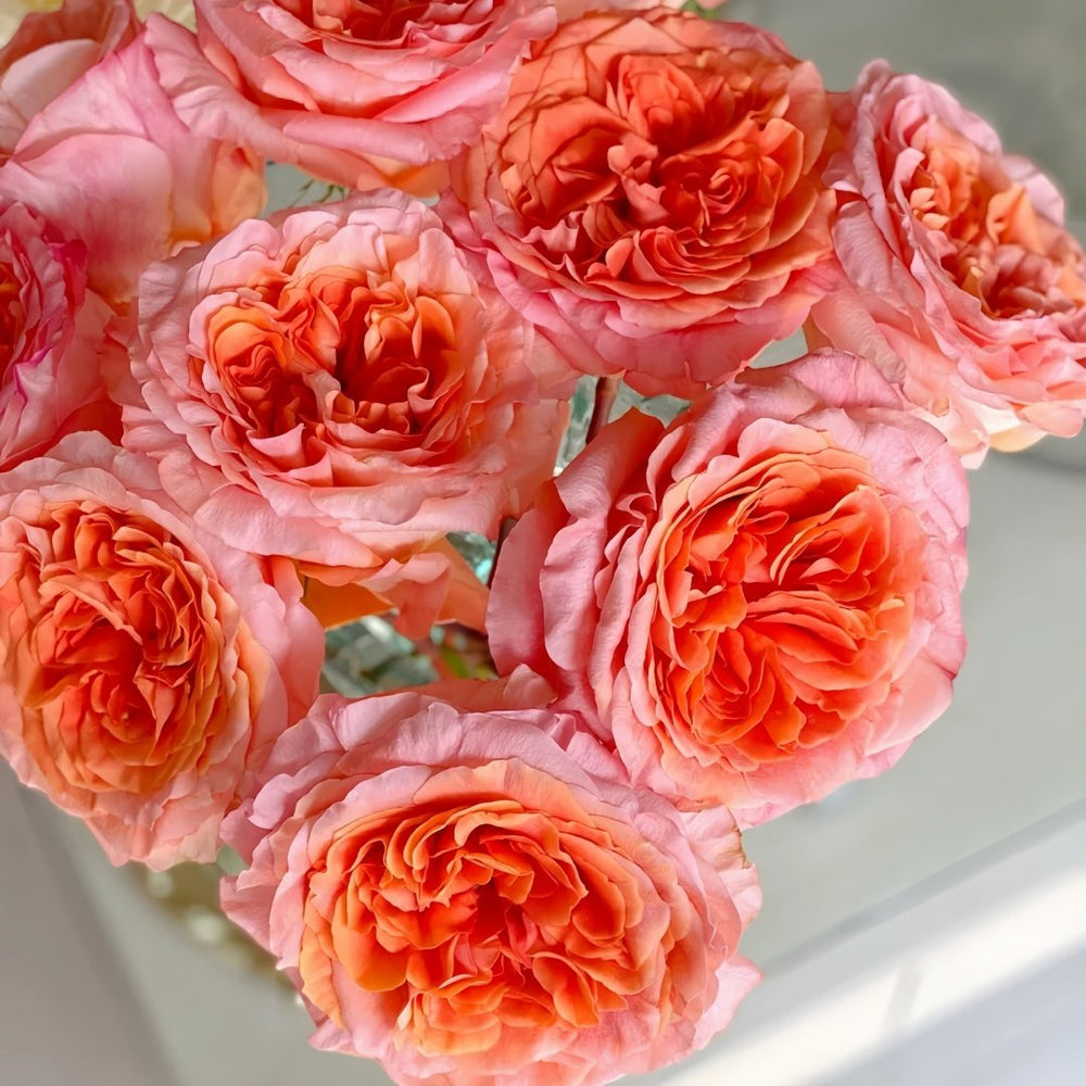 Special Song Rose Plant｜特别情歌 image 5