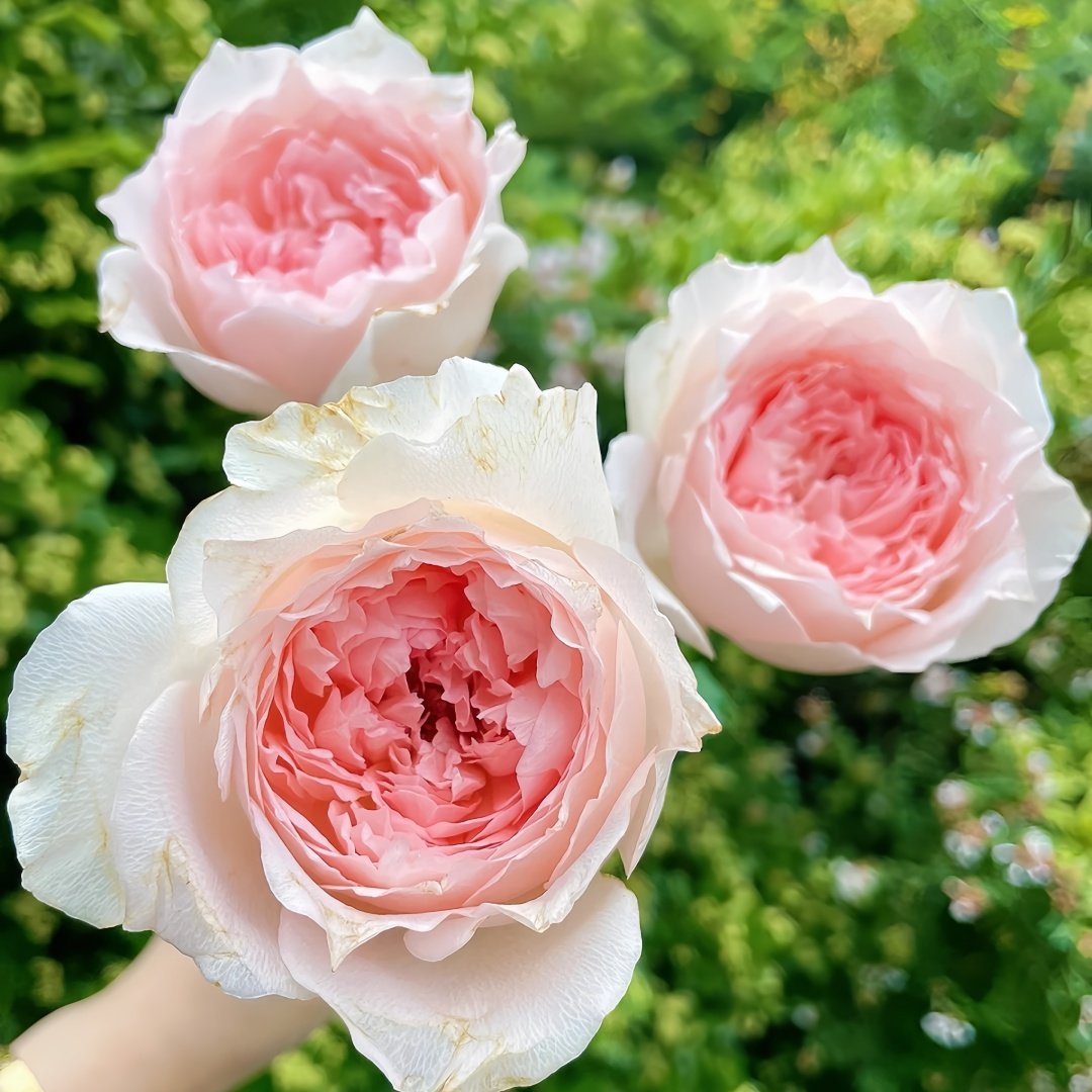 Flow Rose Plant｜涌流 image 2
