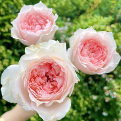 Flow Rose Plant｜涌流 image 2