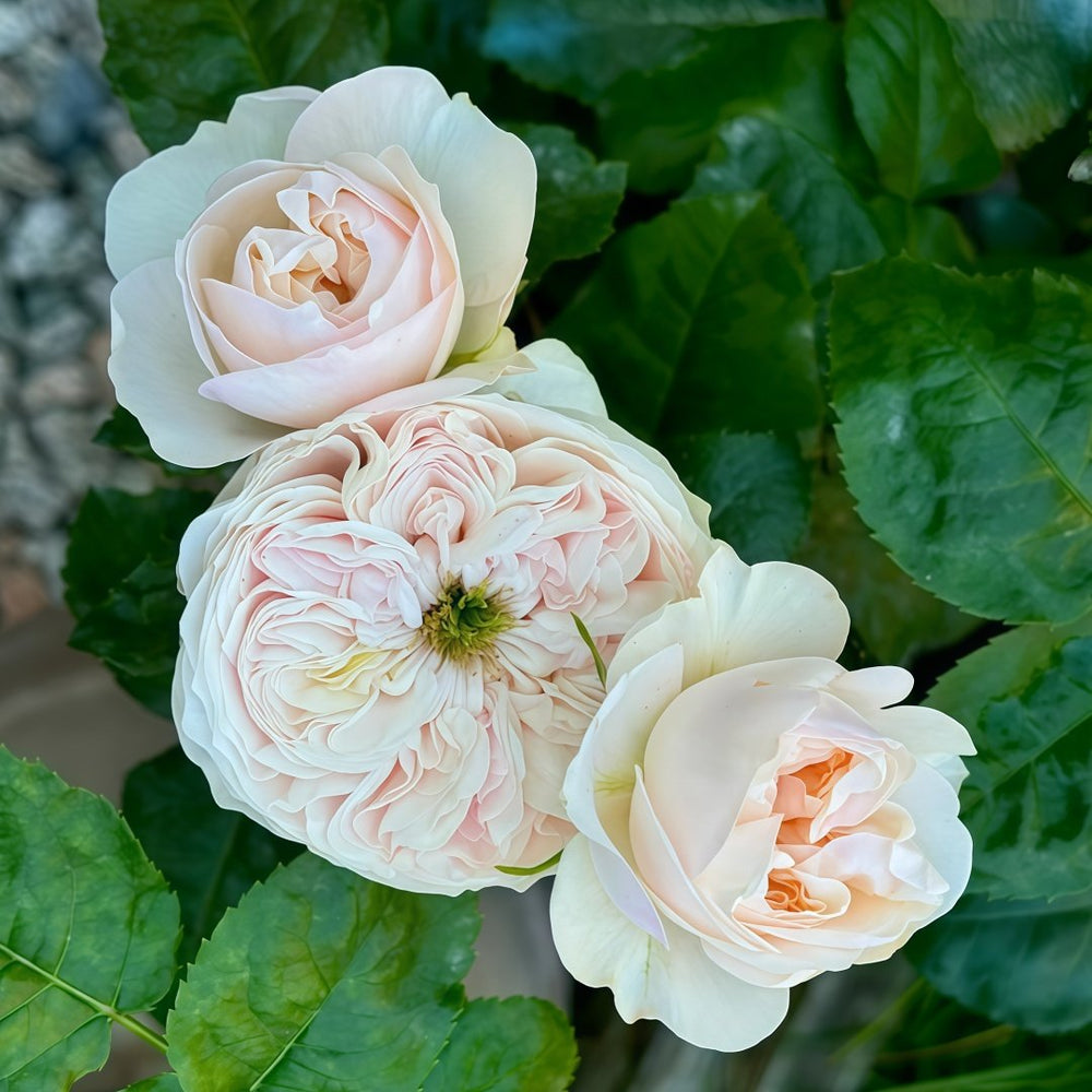 Sweet Diamond Rose Plant|甜蜜钻石 image 3