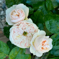 Sweet Diamond Rose Plant|甜蜜钻石 image 3
