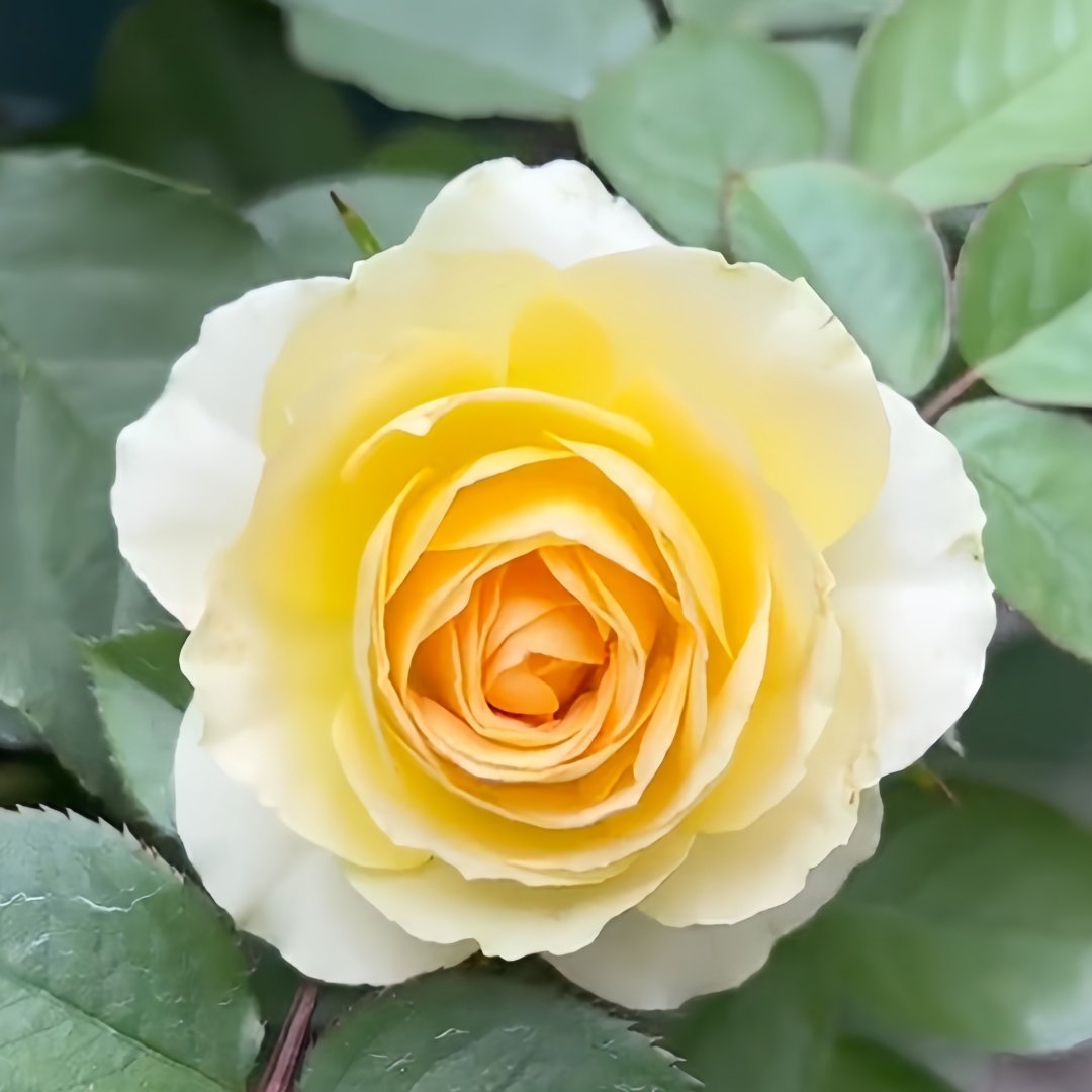 Avocado Rose Plant｜牛油果 image 0