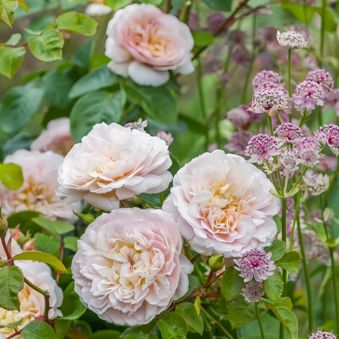 Emily Brontë Rose Plant｜艾米莉·勃朗特 image 6