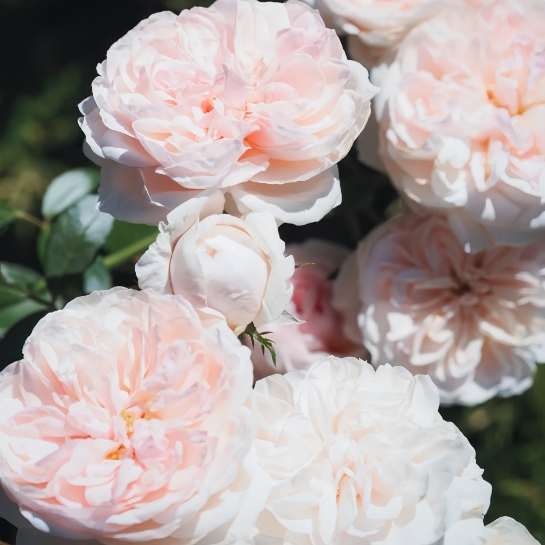 Sabrina Rose Plant｜莎伯莲娜 image 7