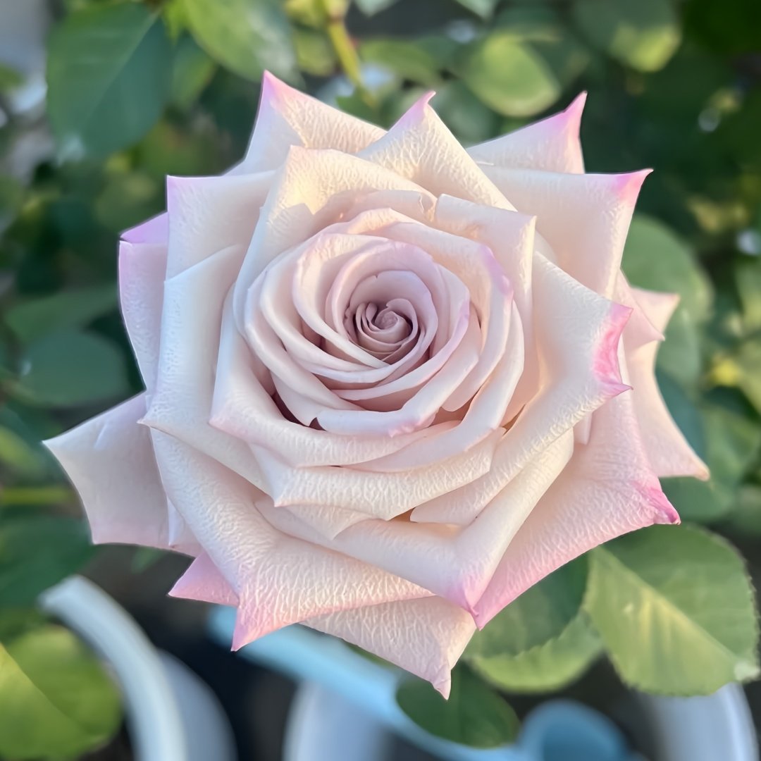 Menta Rose Plant | 曼塔 image 0
