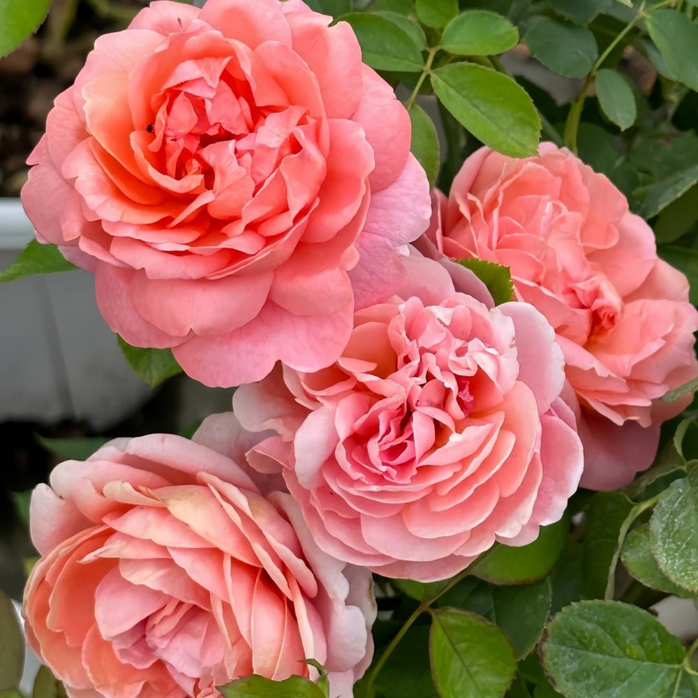 Yuge Rose Plant｜渔歌 image 4