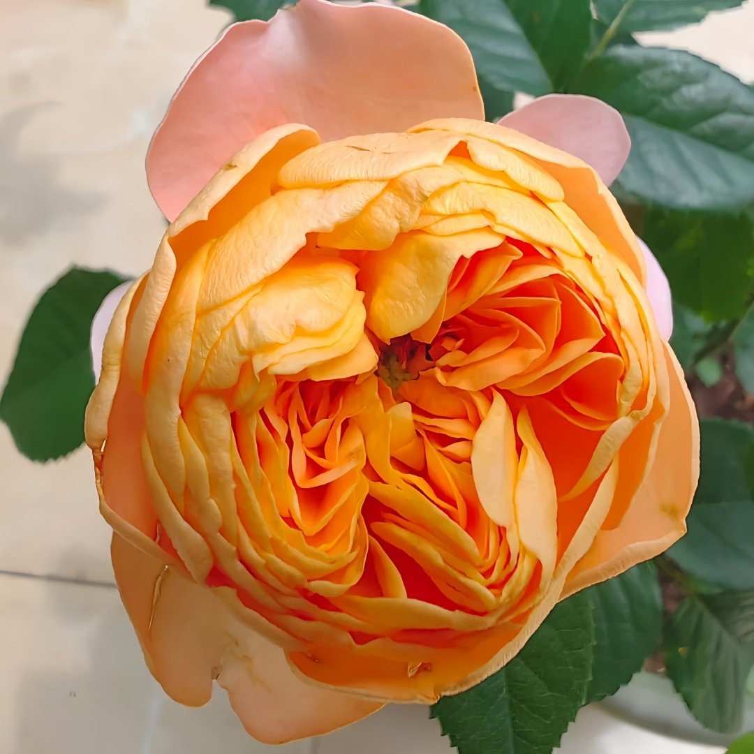 Honey Caramel Rose Plant｜蜂蜜焦糖 image 2