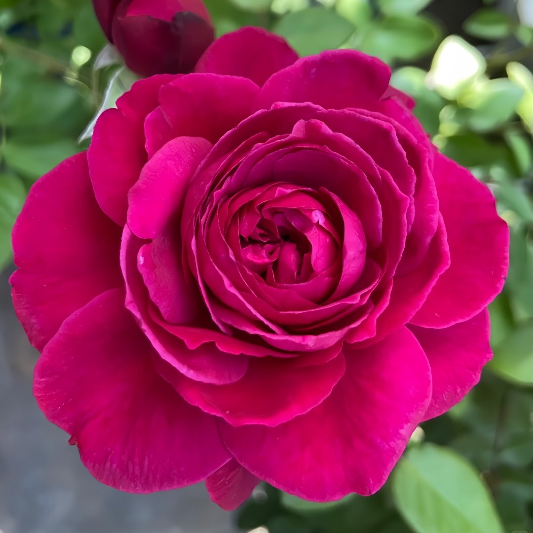 Capability Rose Plant | 才能 image 3