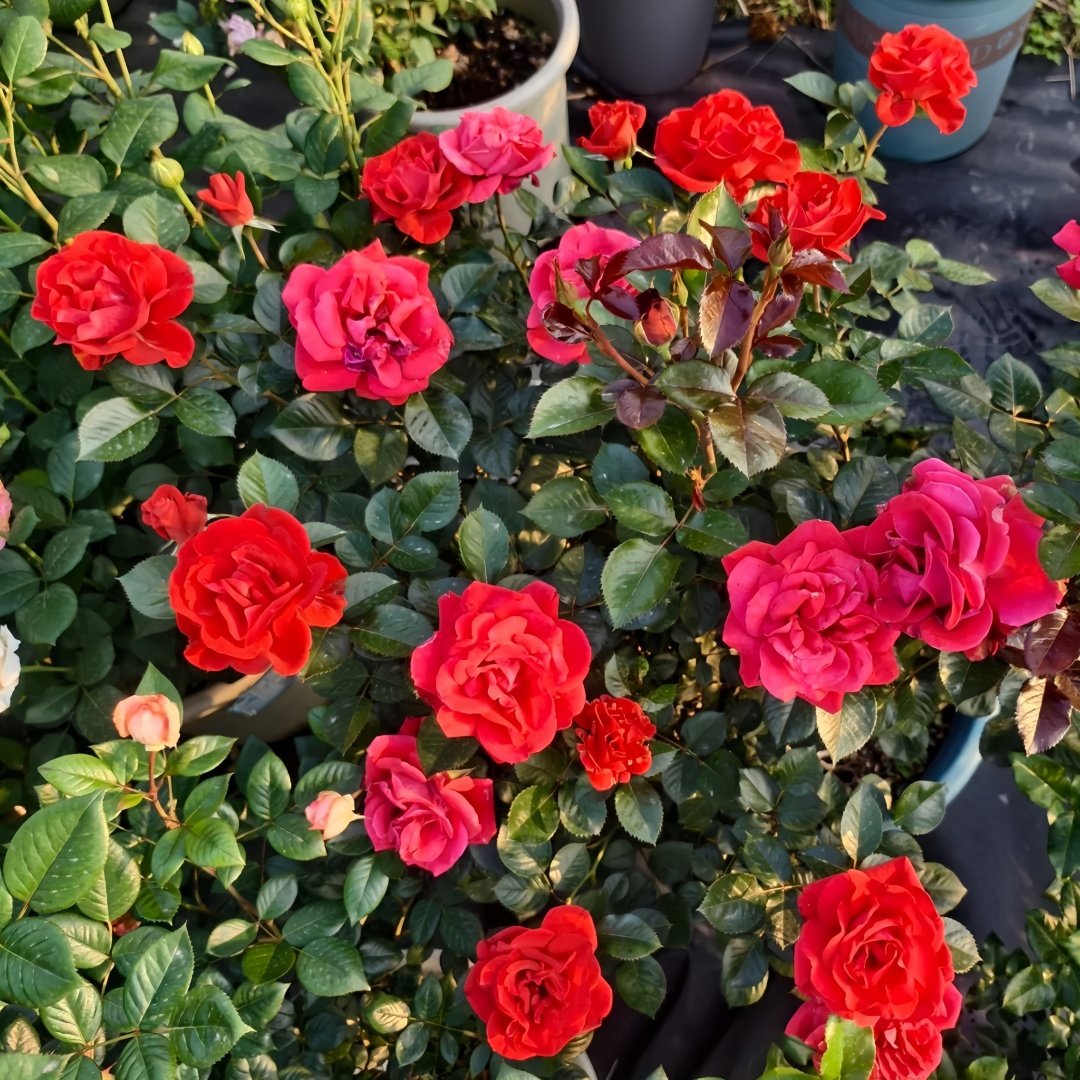 Summer Sangria Rose Plant｜魔法红鞋 image 8