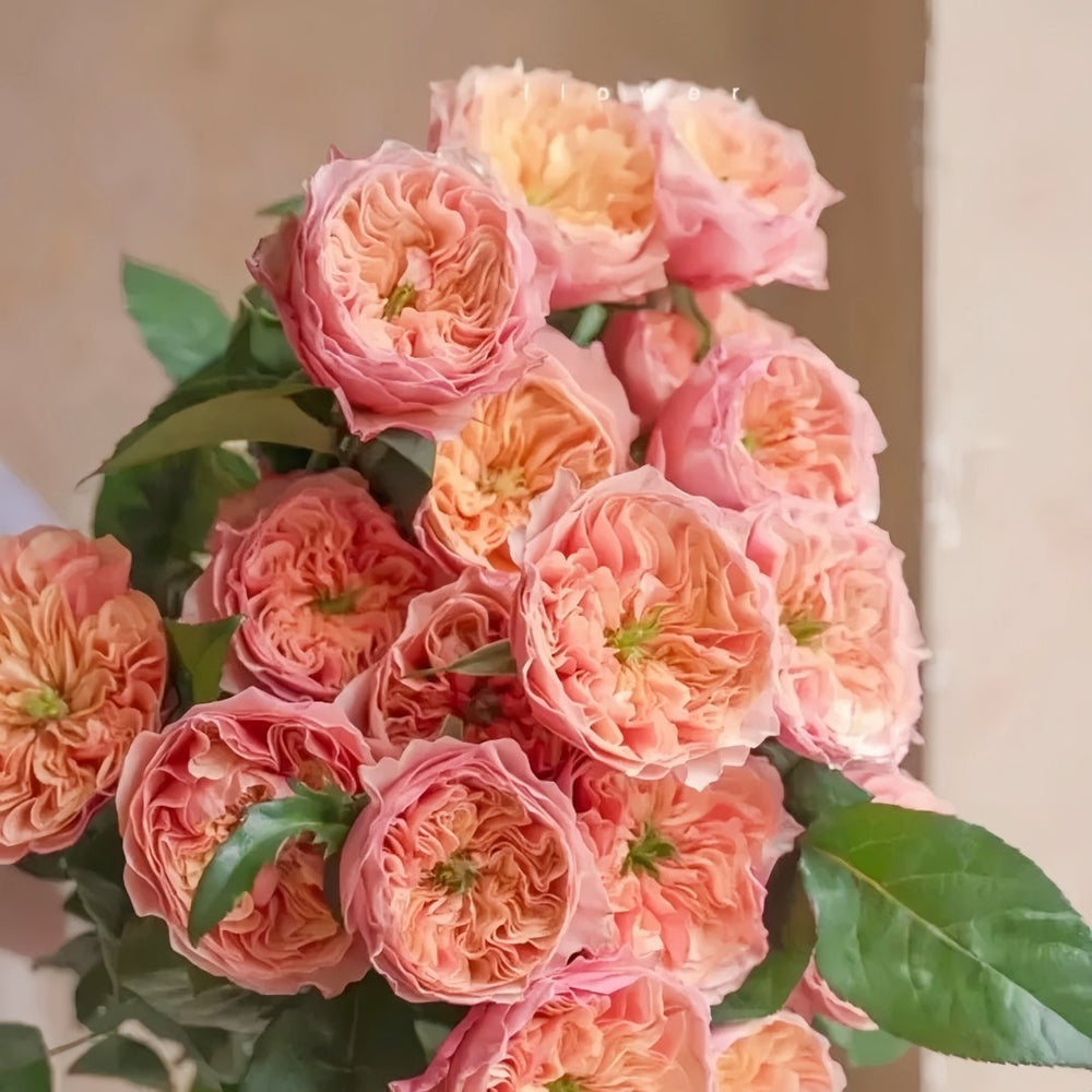 Kensington Garden Rose Plant｜肯辛顿公园 image 7