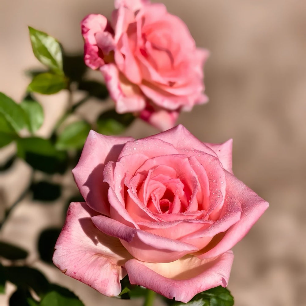 Fragonard Rose Plant | 花宫娜 image 4