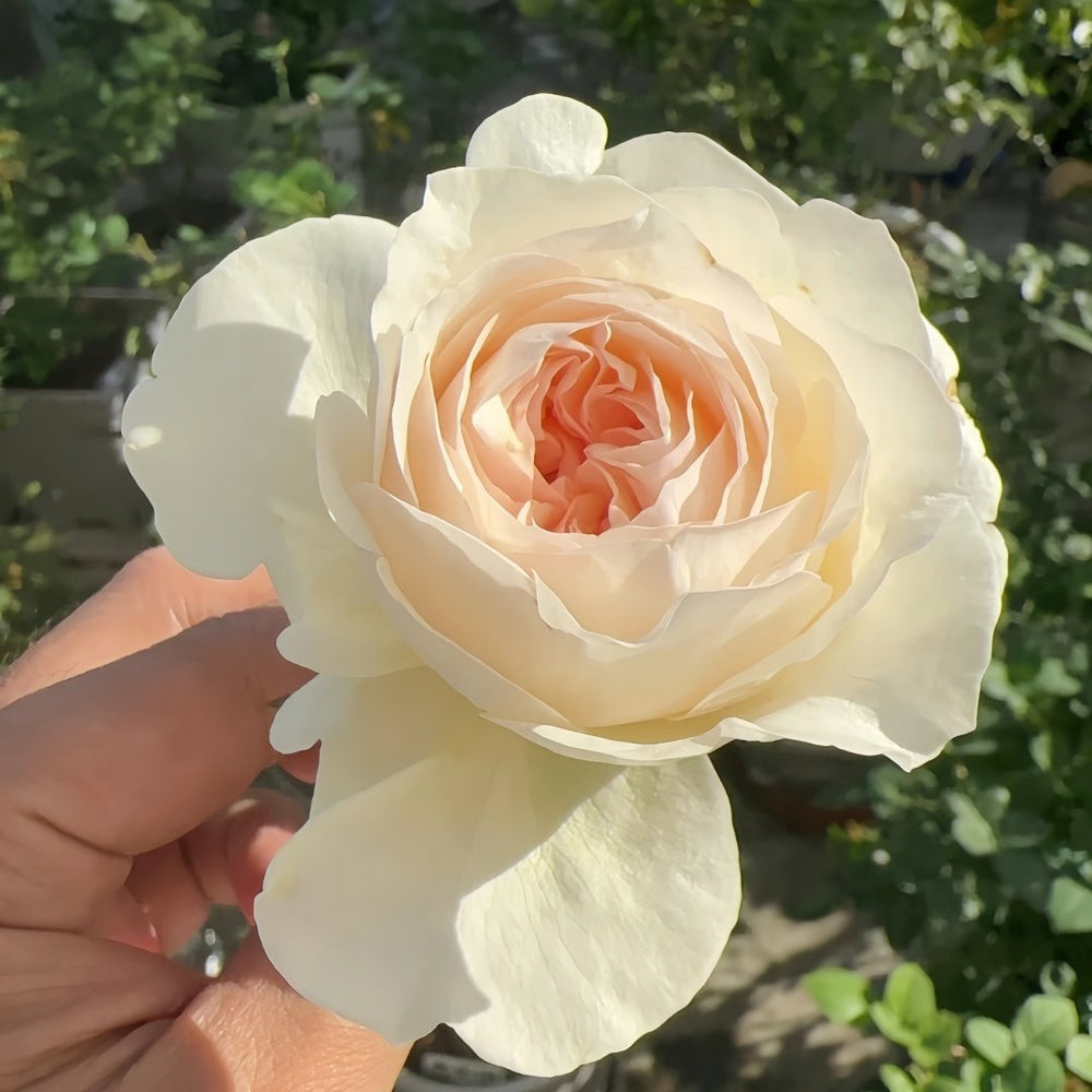 Fragrant Snow Rose Plant|香腮雪 image 4