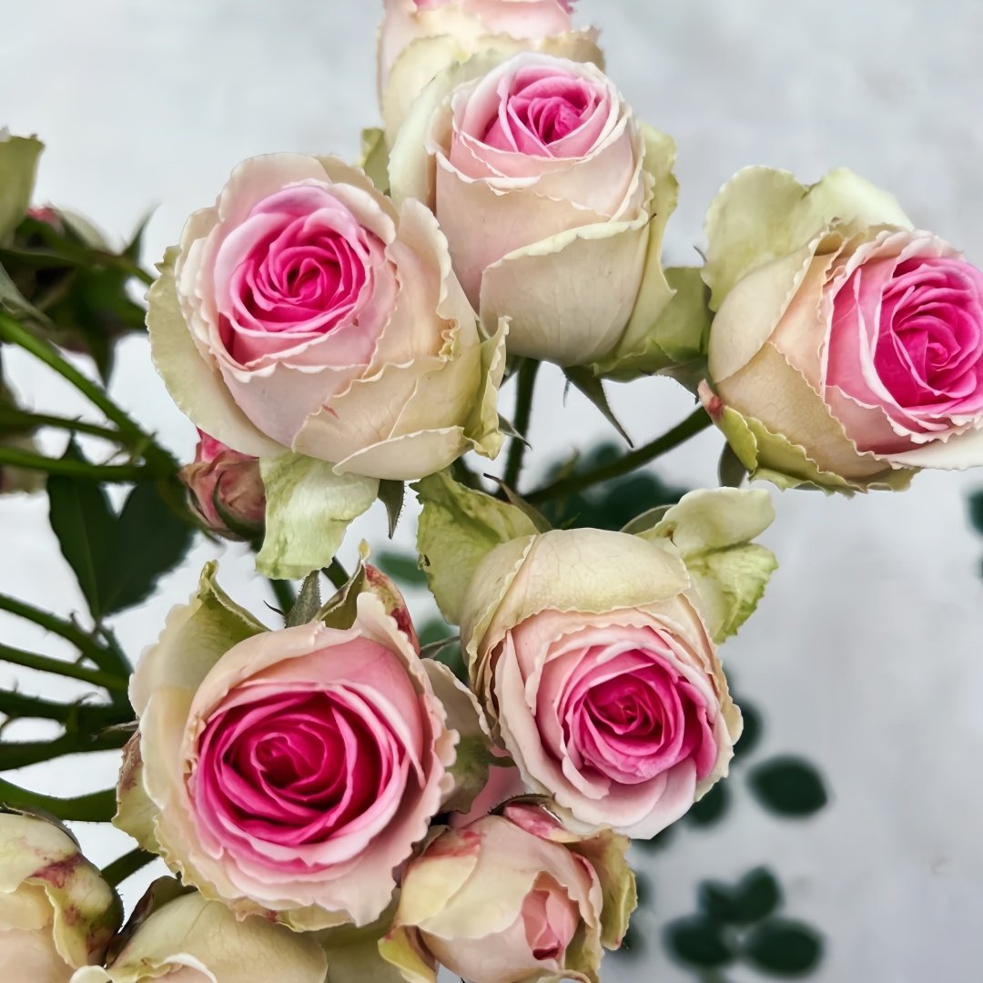 Mimi EdenMeiland Rose Plant|小伊甸园 image 1