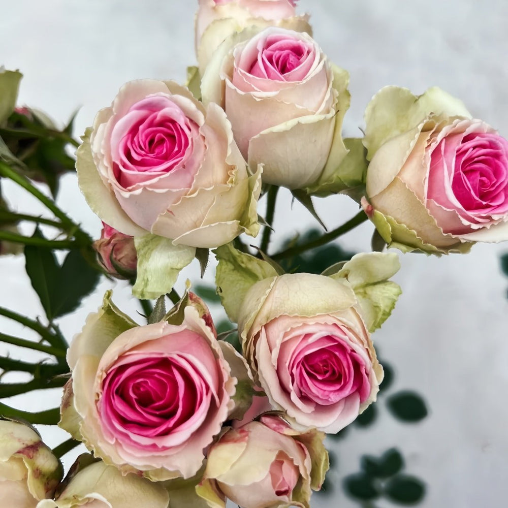Mimi EdenMeiland Rose Plant|小伊甸园 image 1