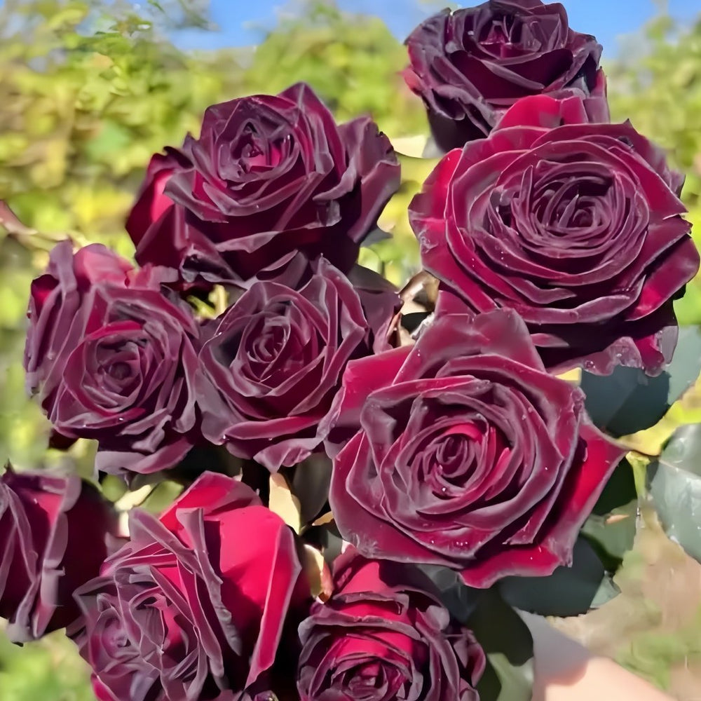 Black Baccara Rose Plant｜黑巴克 image 7
