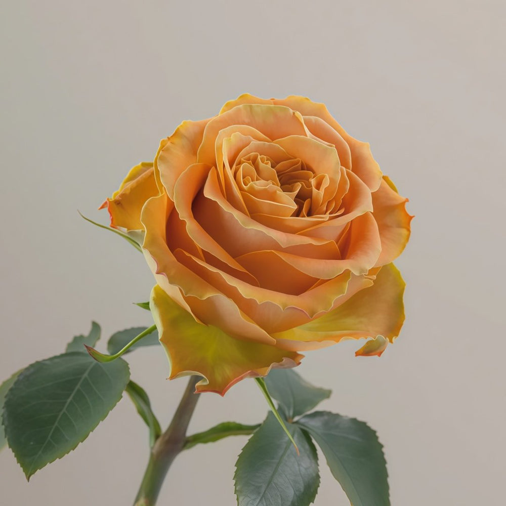 Copper Kiss Rose Plant|铜吻 image 4