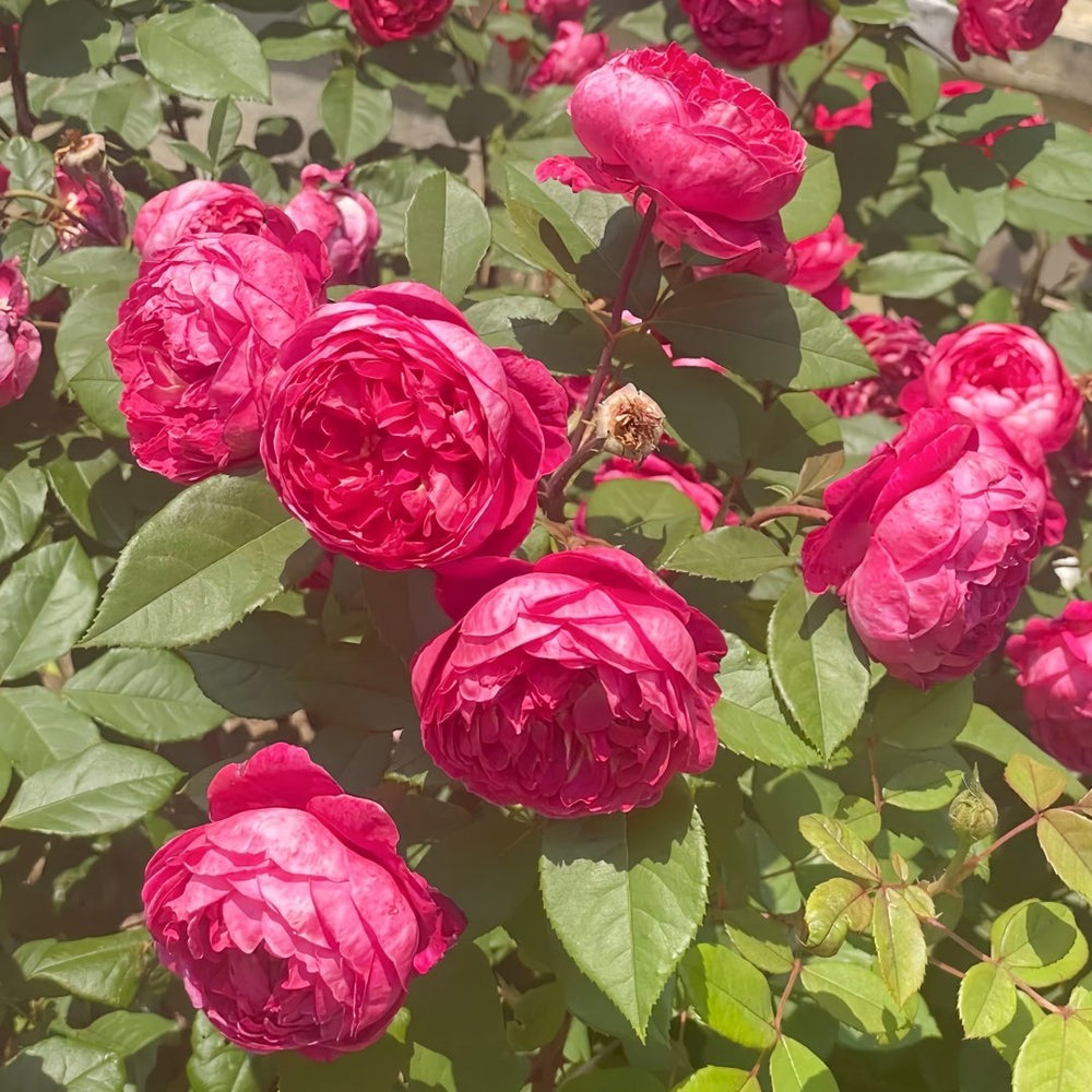Benjamin Britten Rose Plant｜本杰明布里顿 image 7