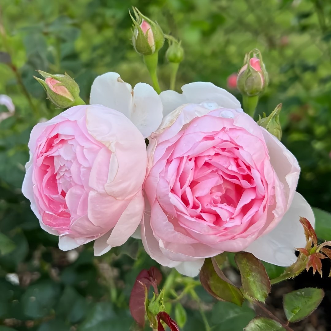 Scepter’d Isle Rose Plant｜权杖岛玫瑰 image 2
