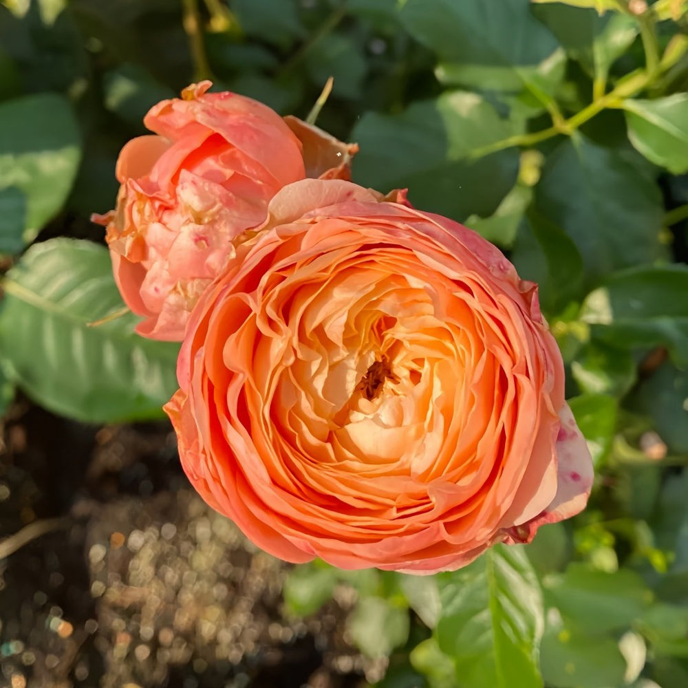 Sweet Harper Rose Plant | 甜蜜哈珀 image 4
