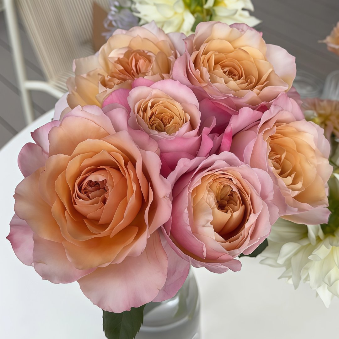Miyabi Brown Rose Plant｜棕雅 image 5