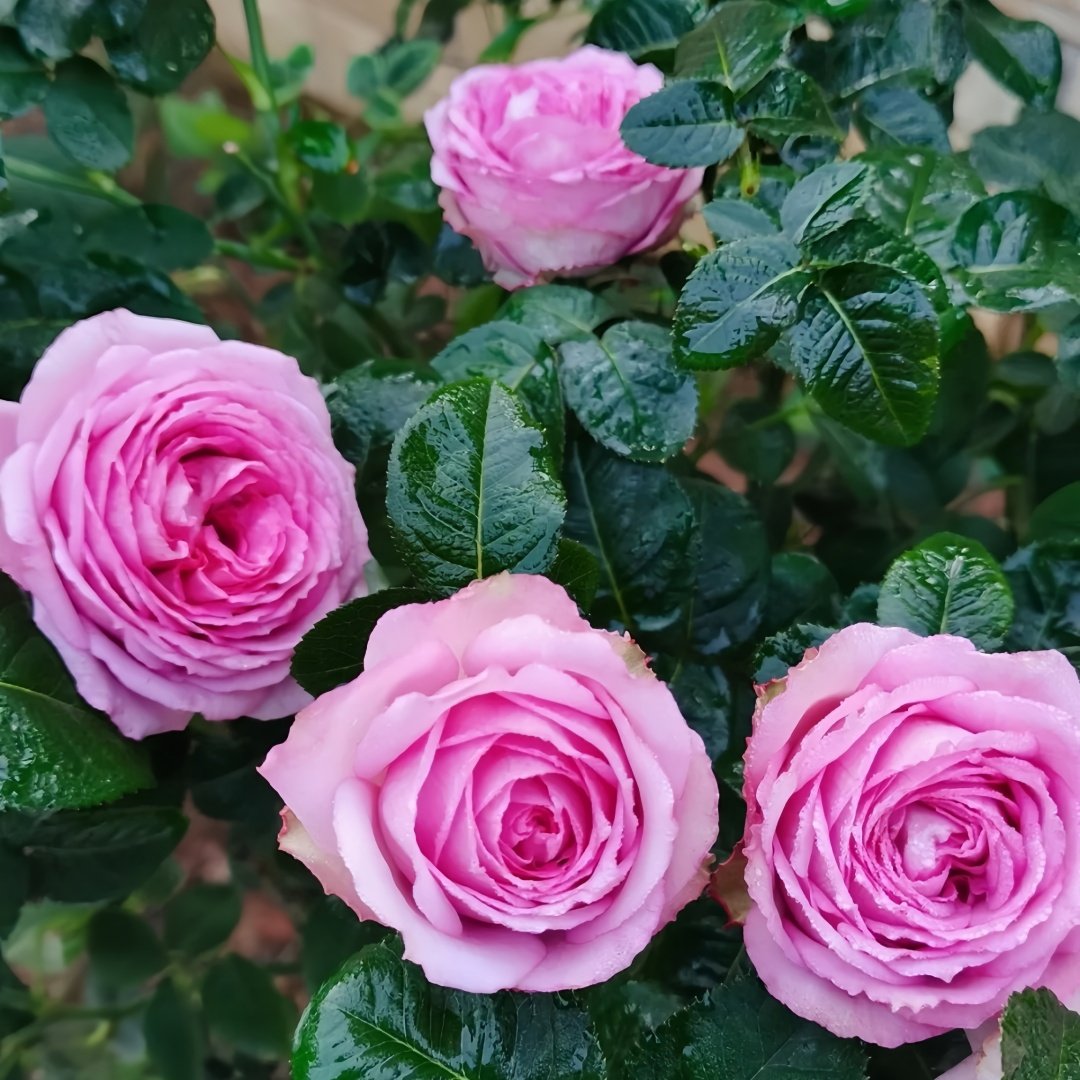 Lavender Lace Rose Plant | 薰衣草蕾丝 image 6