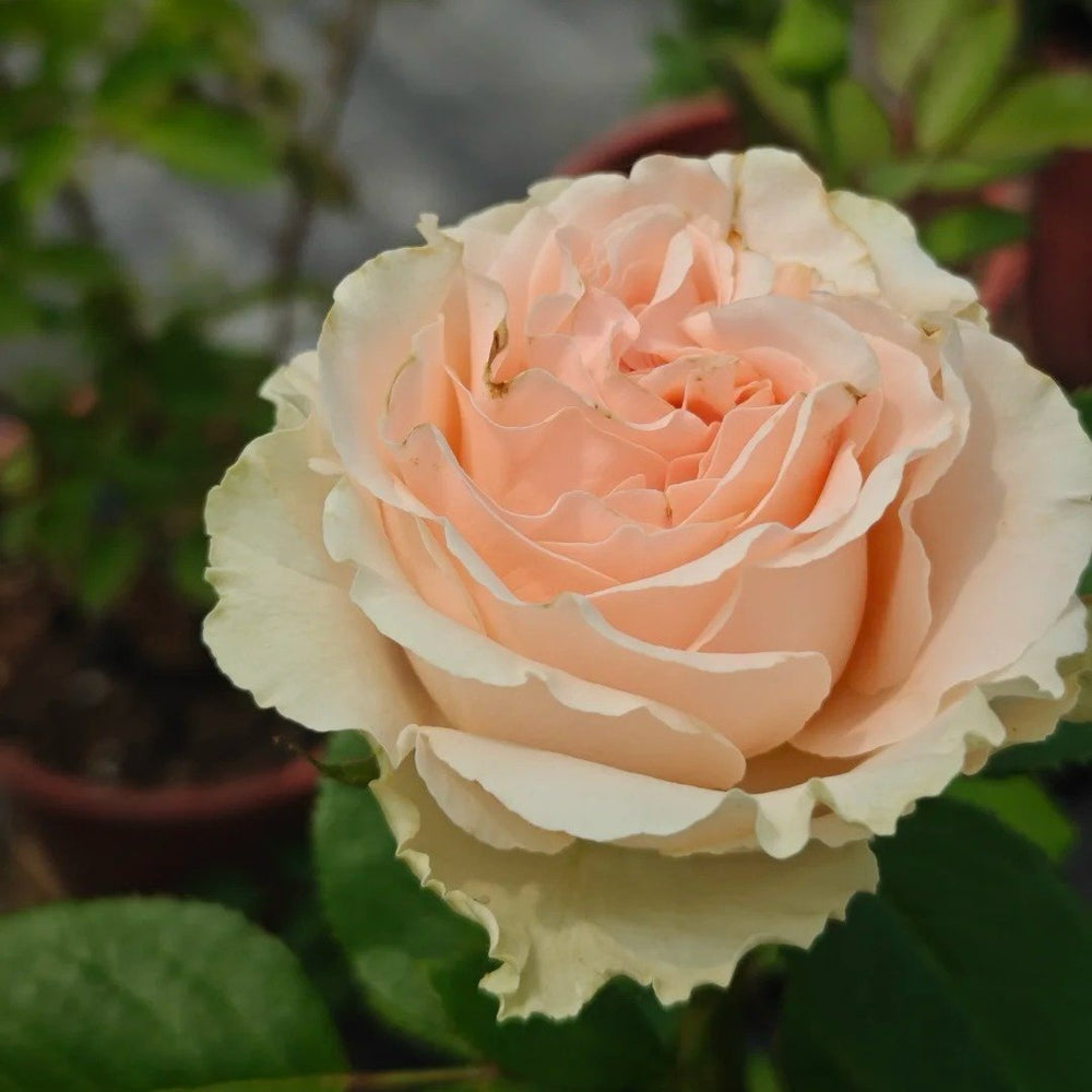 Doris Day Rose Plant|多丽丝·戴 image 1