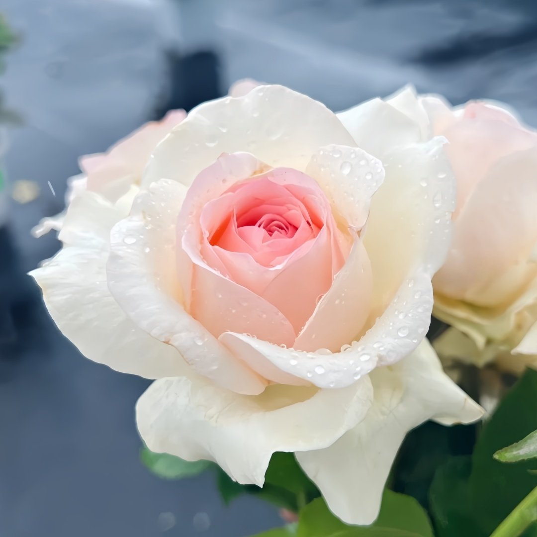 Fragrant Snow Rose Plant|香腮雪 image 3