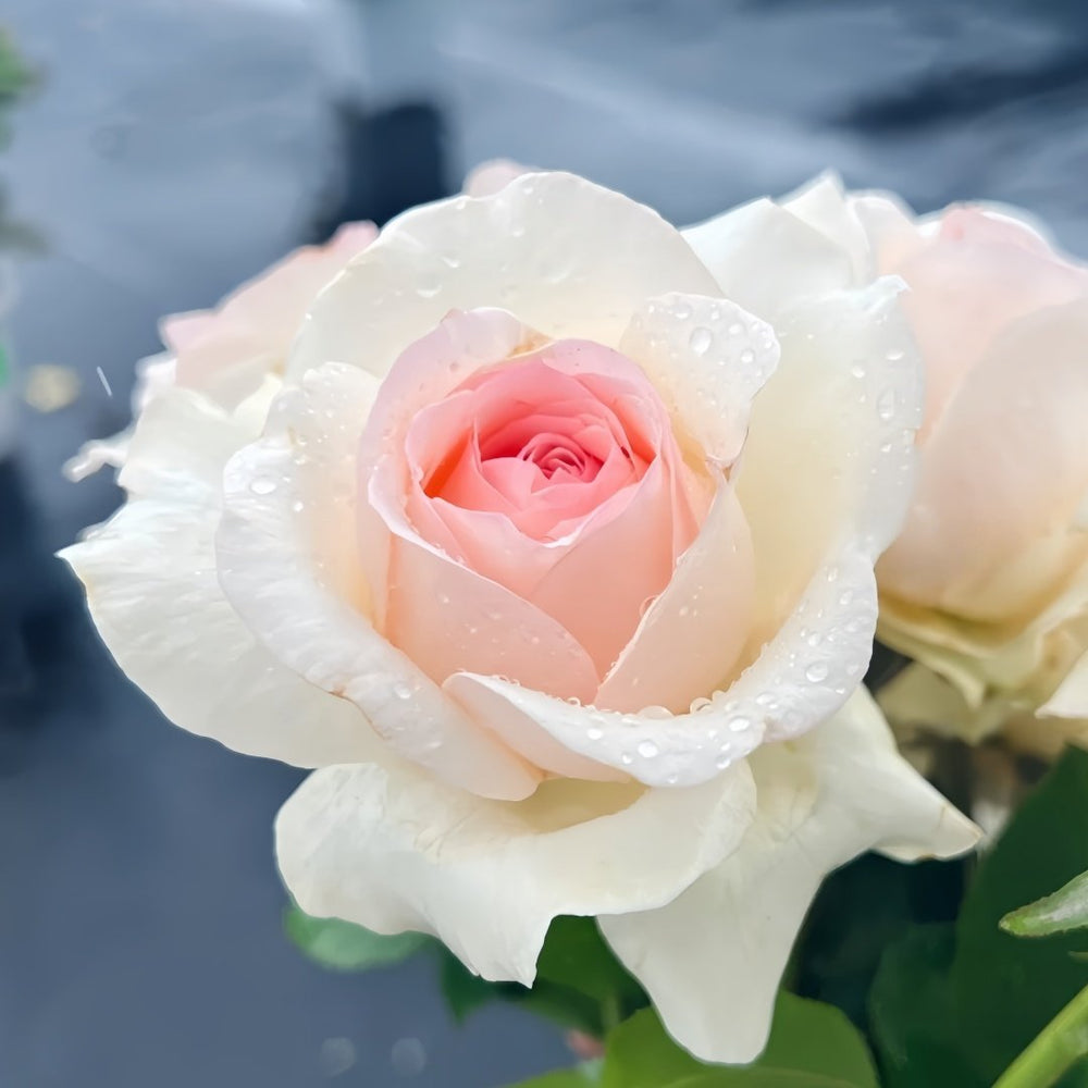 Fragrant Snow Rose Plant|香腮雪 image 3