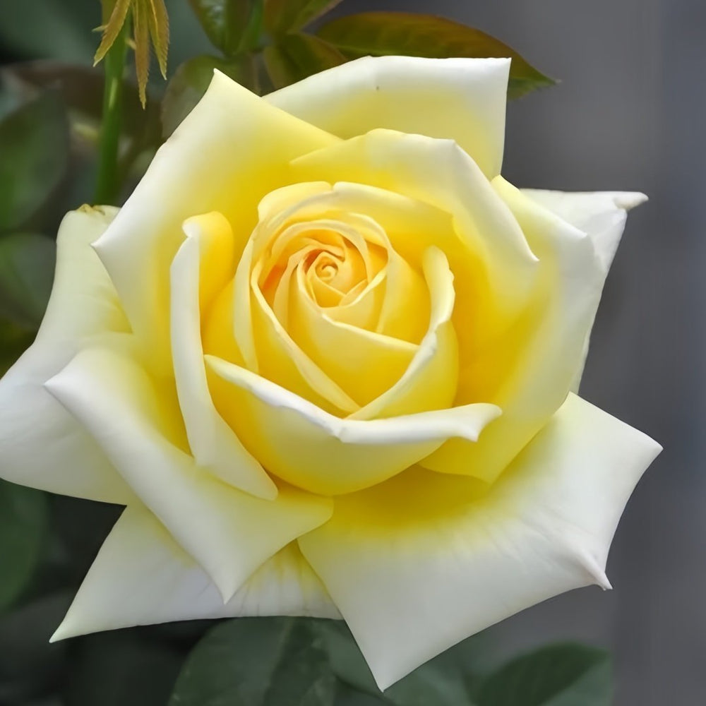Amatsu Otome Rose Plant | 天津乙女 image 0