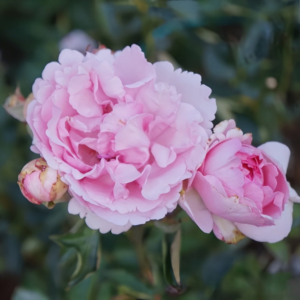 Jeanne Loriod Rose Plant｜伊芙珍妮洛德 image 5