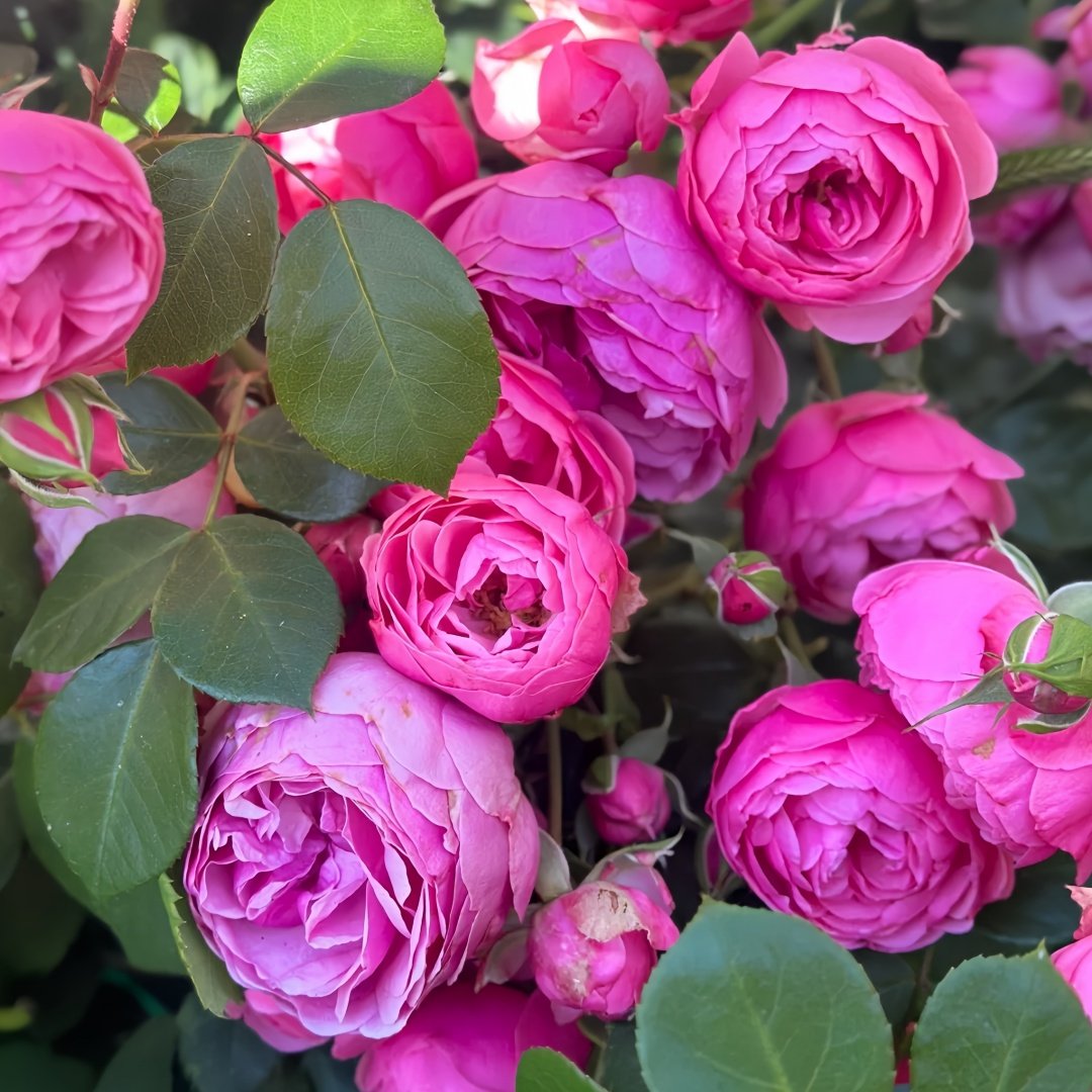 Pomponella Rose Plant|艾拉绒球 image 4