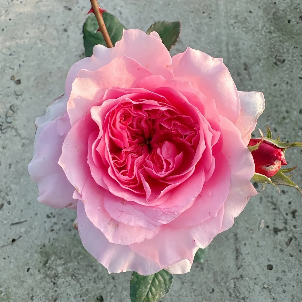 Millicent Rose Plant|米利森特 image 2