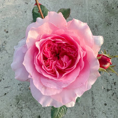 Millicent Rose Plant|米利森特 image 2