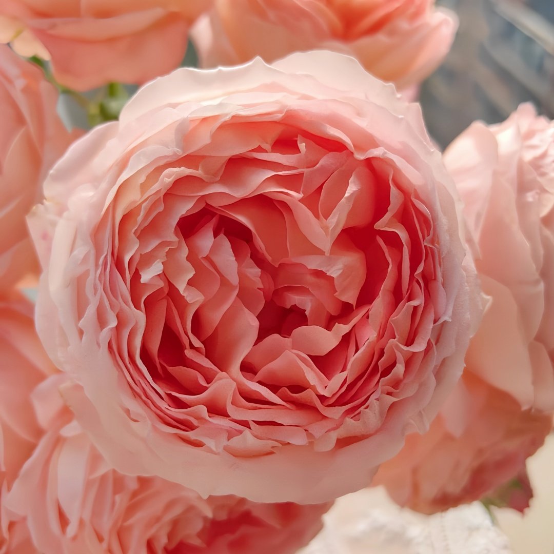 Confiture Rose Plant | 果酱 image 4