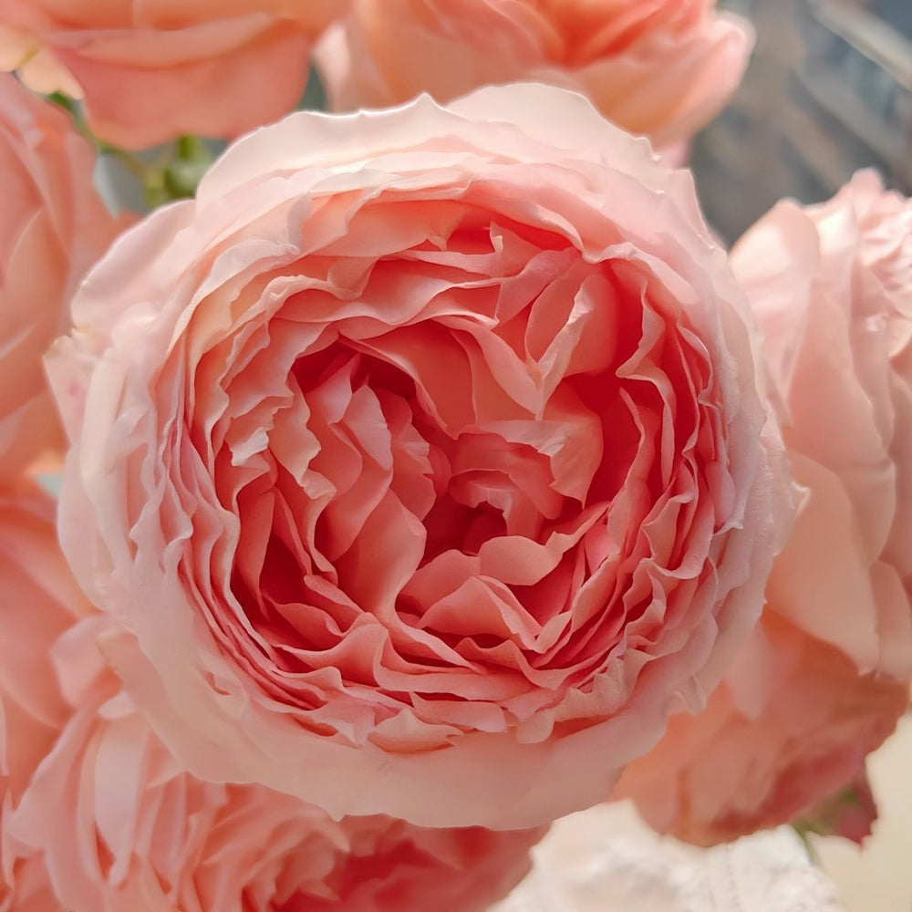 Confiture Rose Plant | 果酱 image 4