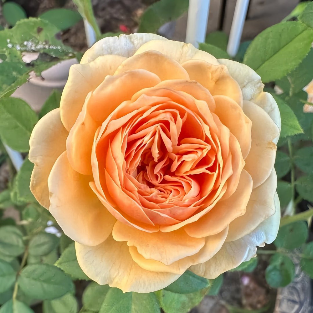Teasing Georgia Rose Plant|欢笑格鲁吉亚 image 0