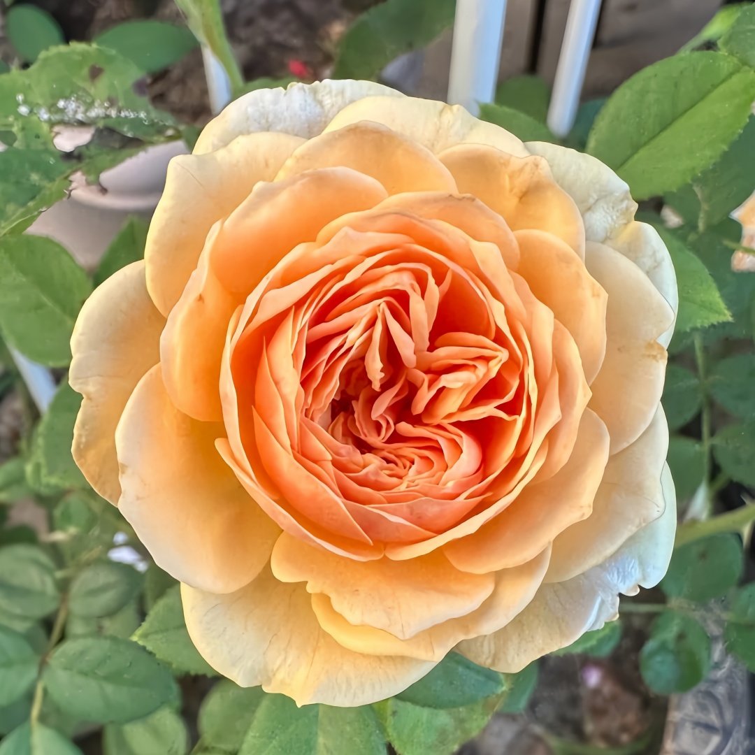 Teasing Georgia Rose Plant|欢笑格鲁吉亚 image 0