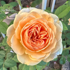 Teasing Georgia Rose Plant|欢笑格鲁吉亚 image 0