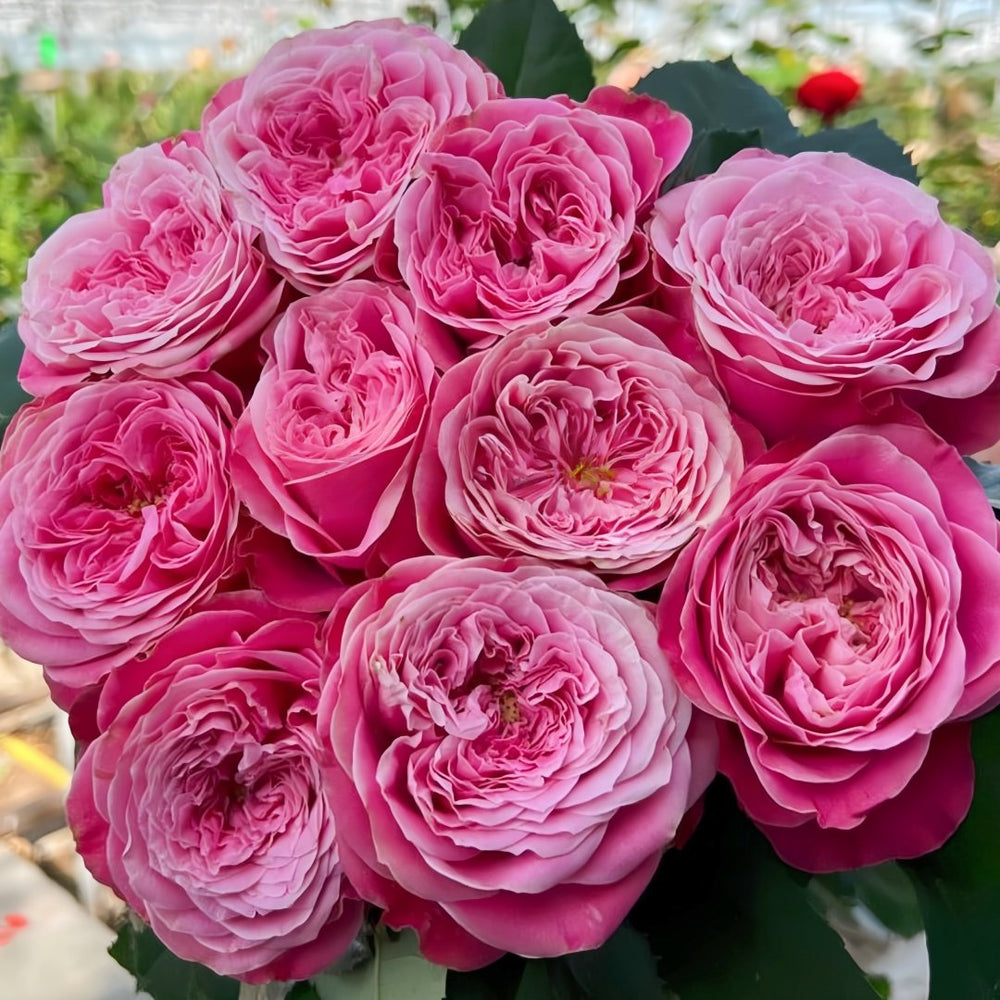 Villa Muze Rose Plant|穆兹别墅 image 0